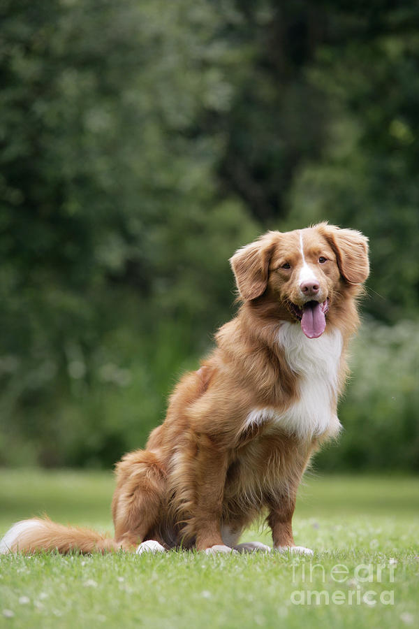 can i shave the nova scotia duck tolling retriever