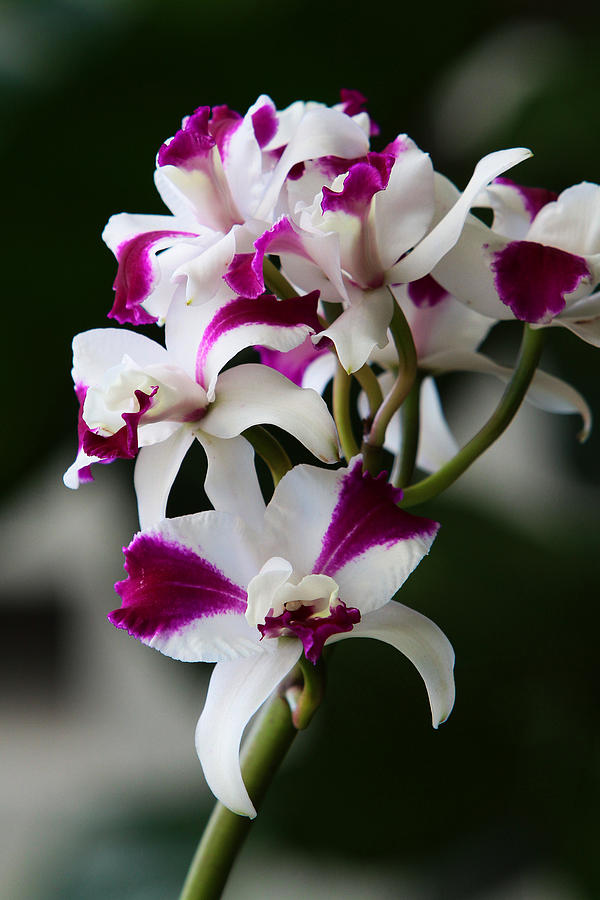 Orchids #11 Photograph by John Freidenberg