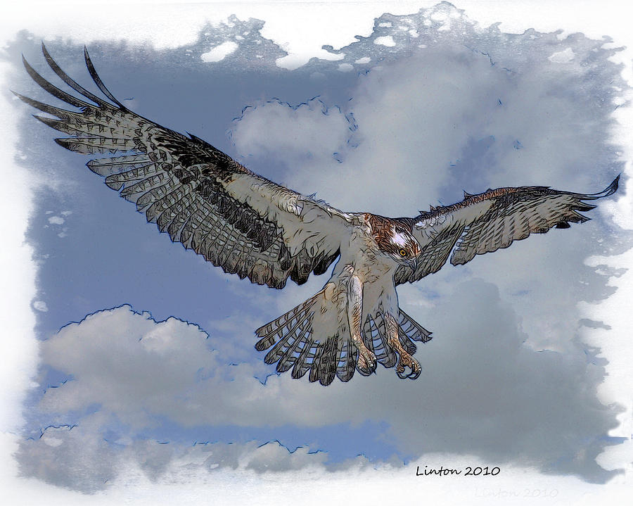 Osprey Flight #11 Digital Art by Larry Linton