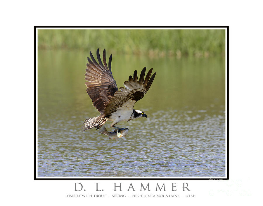 Osprey with Trout #11 Photograph by Dennis Hammer