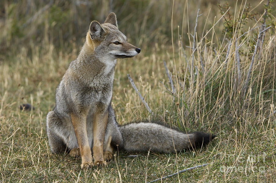 Patagonia Grey Fox #11 Photograph by John Shaw