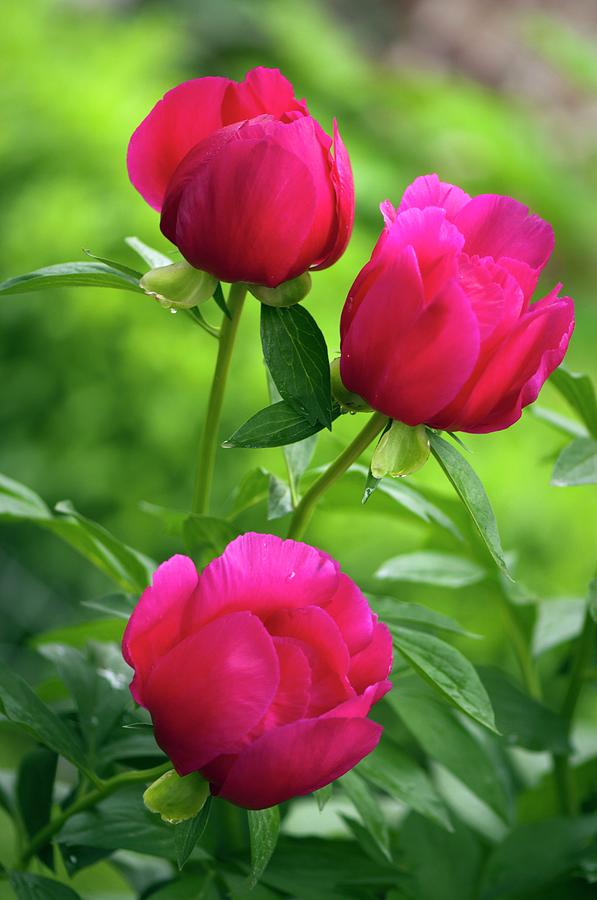 Peony (paeonia Lactiflora) #11 Photograph by Science Photo Library Peony (paeonia Lactiflora) #11 Photograph by Science Photo Library