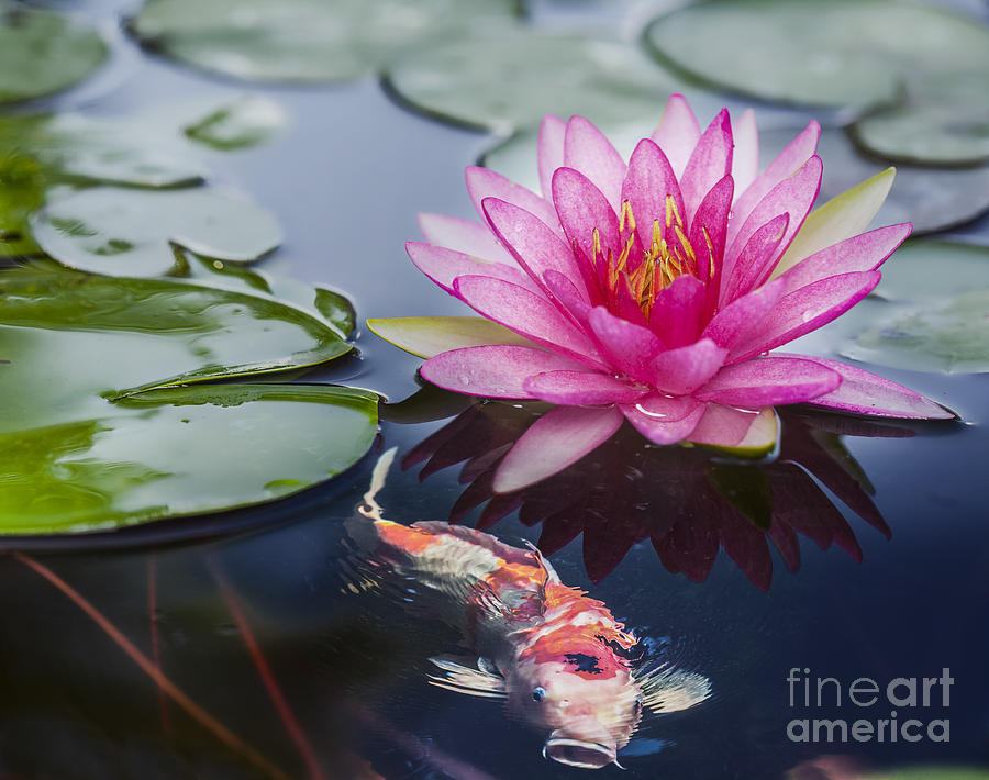 Pink lotus  #11 Photograph by Anek Suwannaphoom