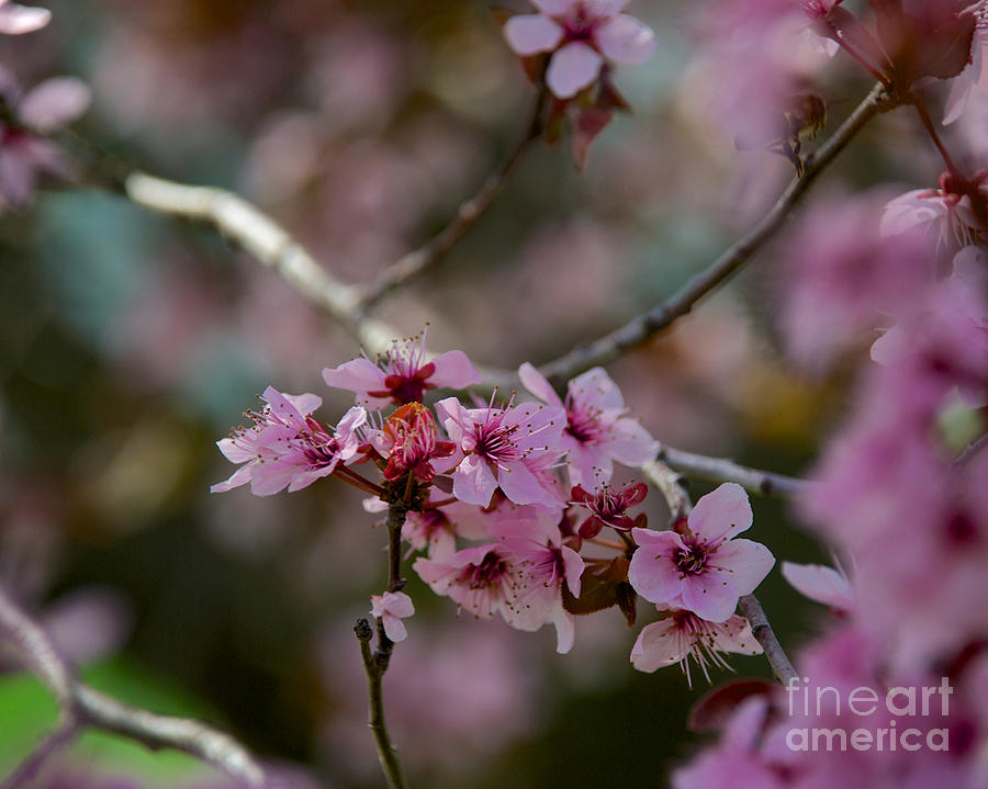 Plum Tree Flowers #11 Photograph by Mark Dodd