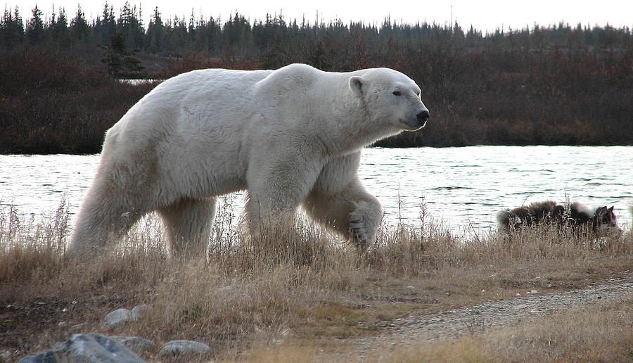 Polar bear #11 Photograph by David Matthews