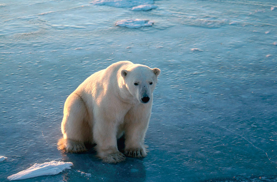 Polar Bear Ursus Maritimus Photograph By Dan Guravich - Pixels