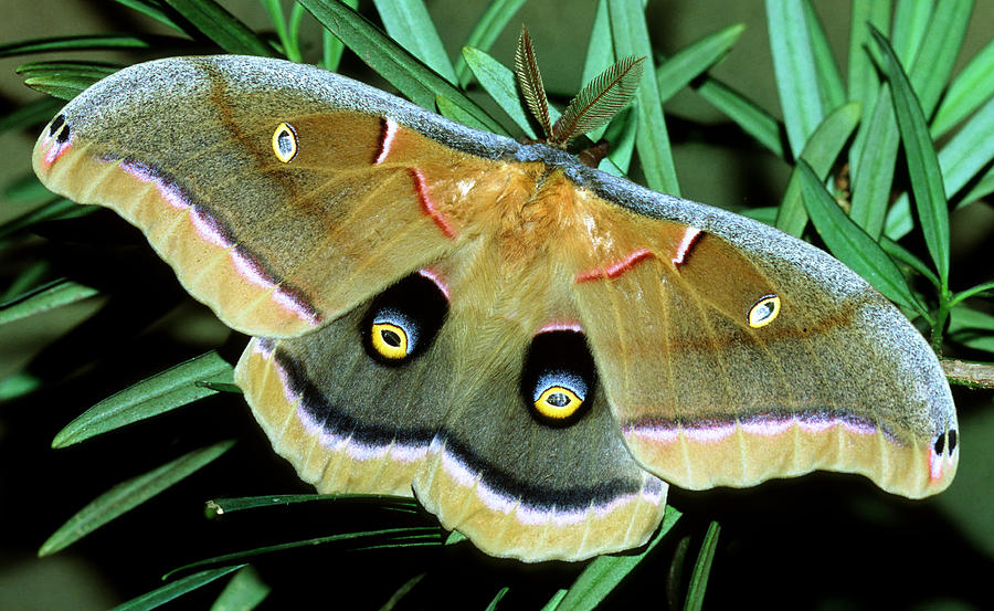 Polyphemus Moth #11 Photograph by Millard H. Sharp