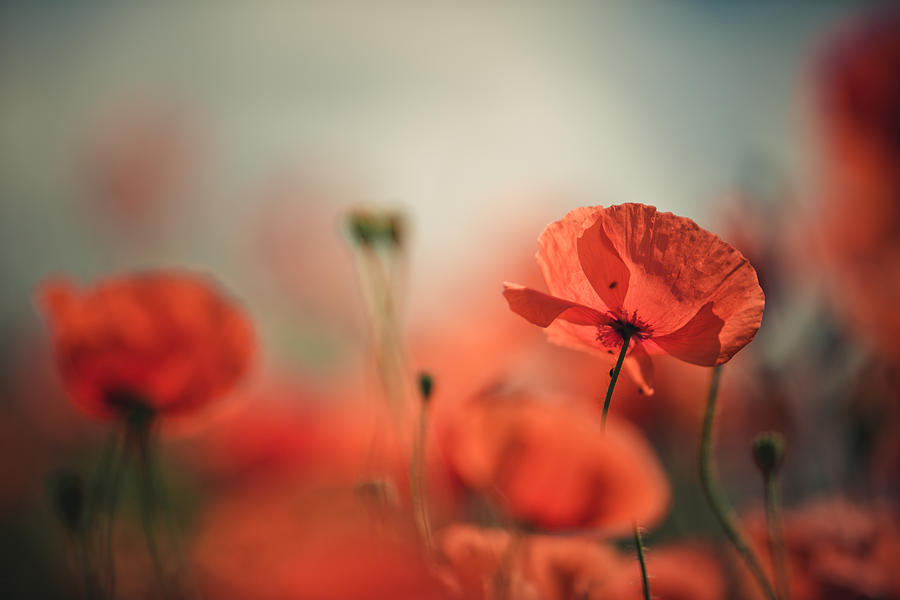 Poppy Photograph - Poppy Meadow #11 by Nailia Schwarz