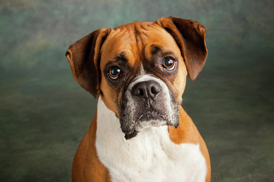 Portrait Of A Boxer Dog Photograph by Animal Images