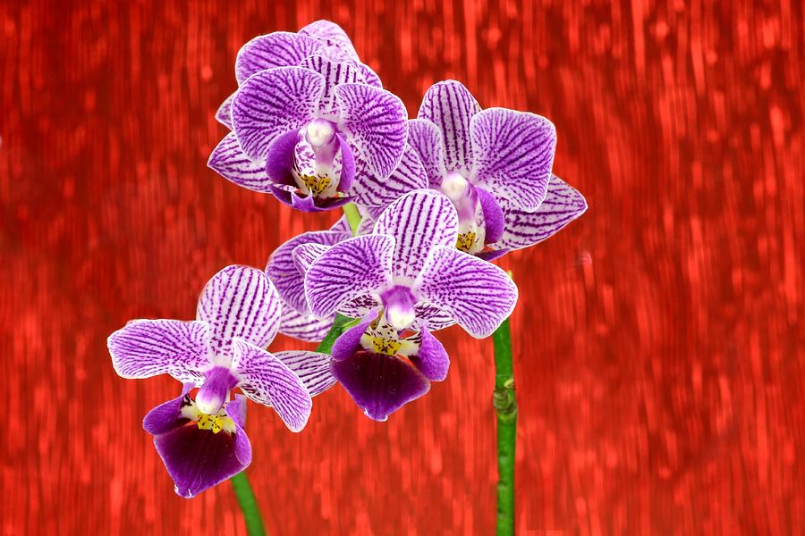 Purple Orchid-10 Photograph by Rudy Umans
