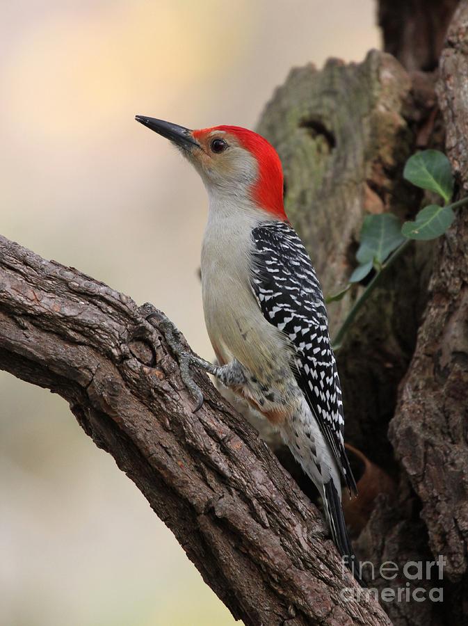 Red-bellied Woodpecker #11 Photograph by Jack R Brock