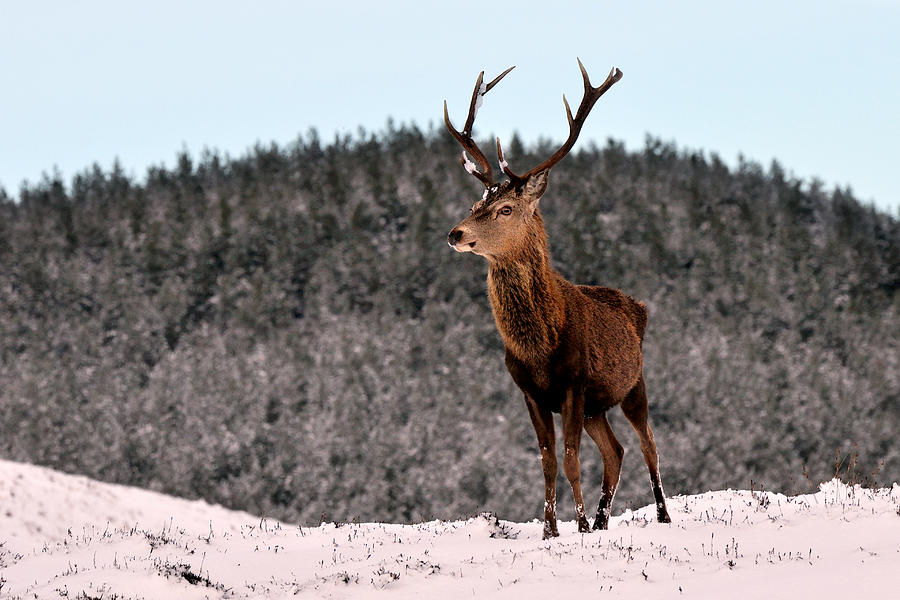 Red Deer Stag #11 Photograph by Gavin Macrae