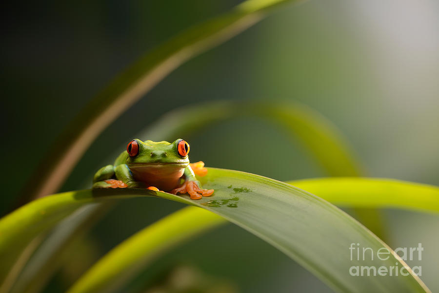 Frog Photograph - Red Eyed Tree Frog #11 by Scott Linstead