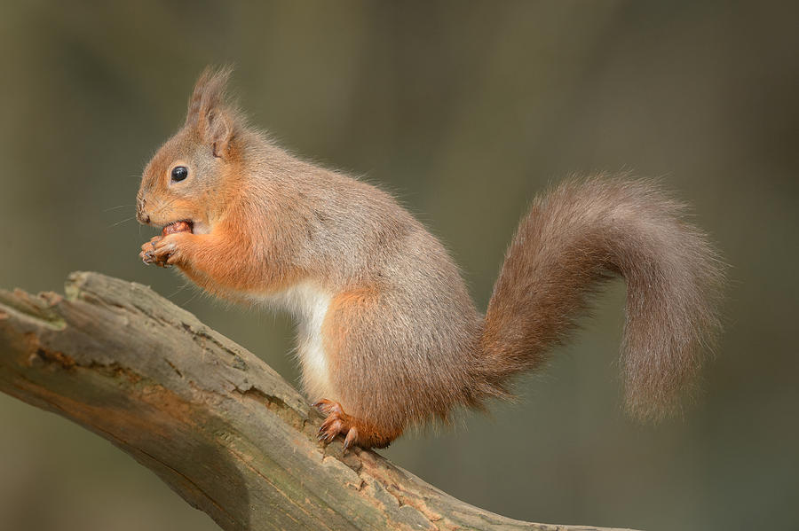 Red Squirrel #11 Photograph by Andy Astbury