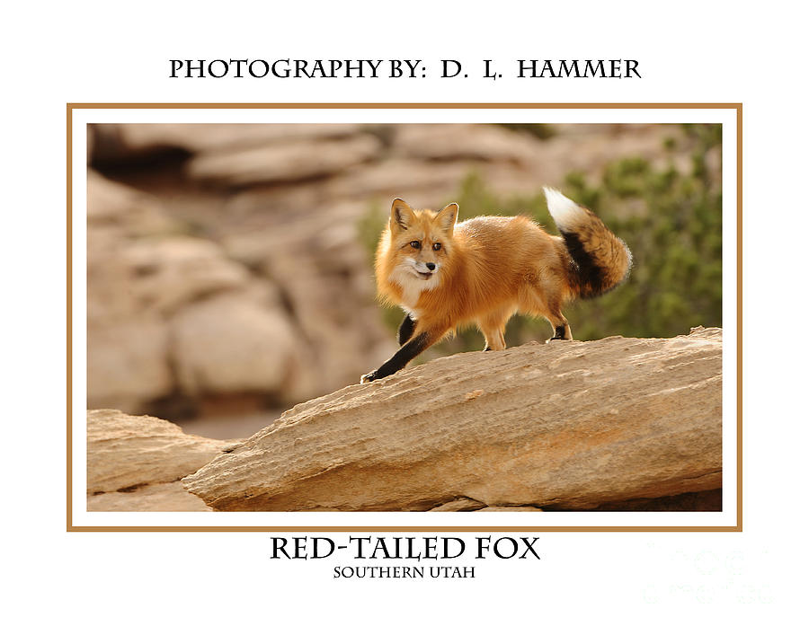 Red-tailed Fox #11 Photograph by Dennis Hammer