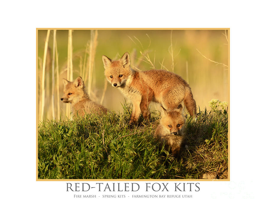 Red-tailed Fox Kits #11 Photograph by Dennis Hammer