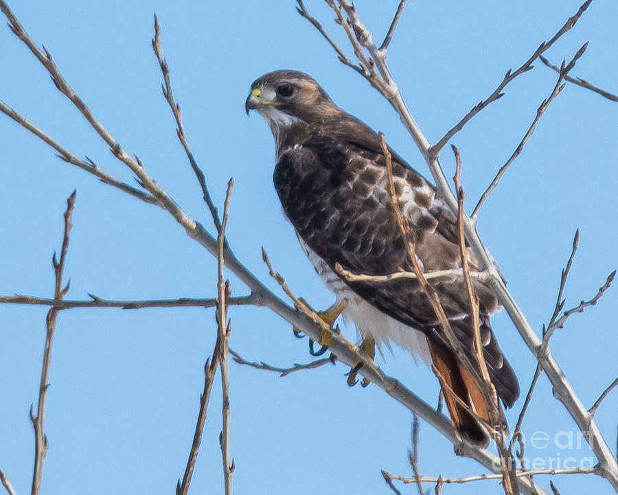Red-tailed Hawk #11 Photograph by Ronald Grogan