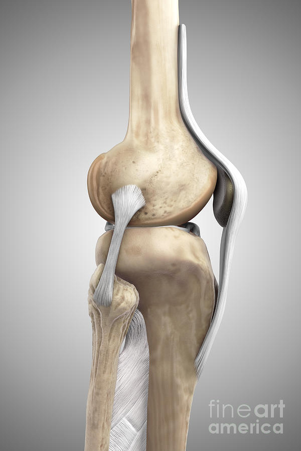 Right Knee Ligaments #11 Photograph by Science Picture Co