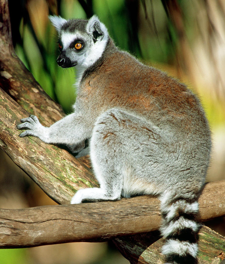 wild republic ring tailed lemur