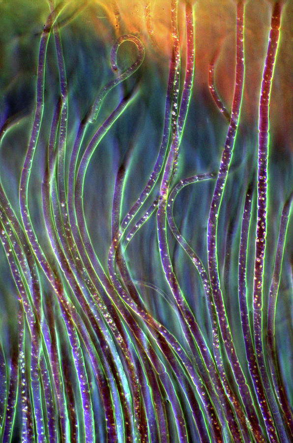 Rivularia Cyanobacteria #11 Photograph by Marek Mis/science Photo Library
