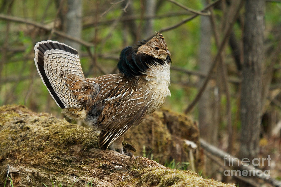 Ruffed Grouse Courtship Display #11 Photograph by Linda Freshwaters Arndt