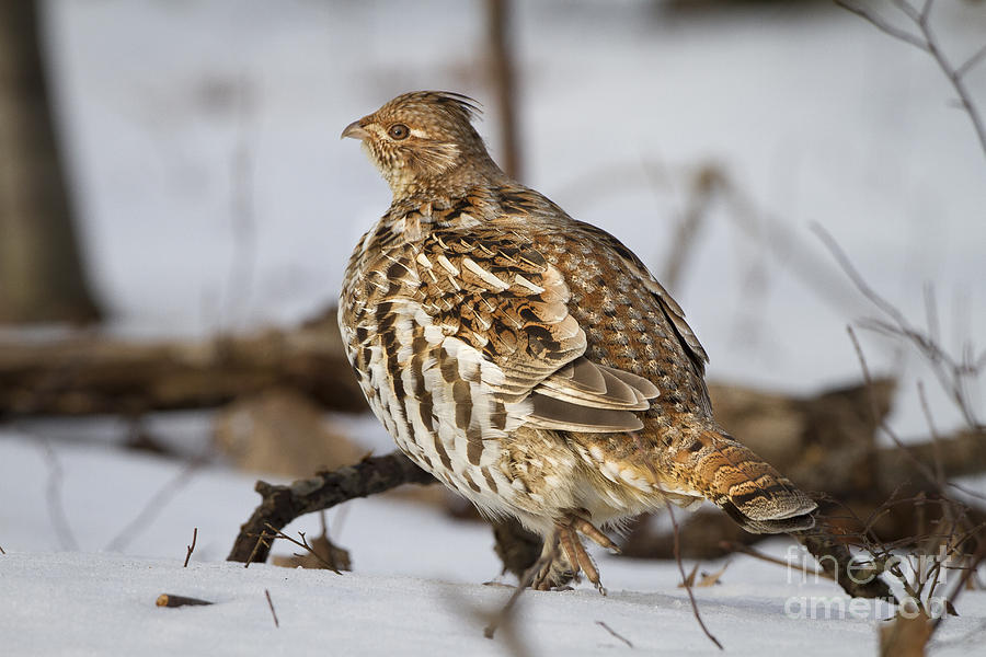 Ruffed Grouse #11 Photograph by Ronald Lutz