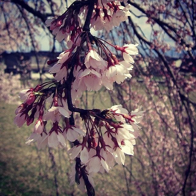 Nature Photograph - #sakura #cherry #blossoms #11 by Yukiko Nobeno