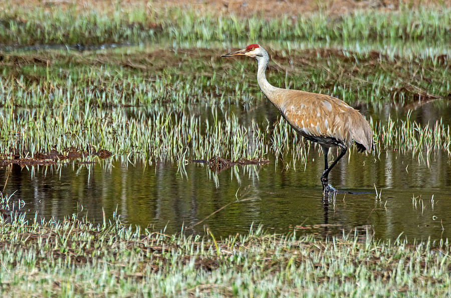 Sandhill Crane Photograph by Elijah Weber | Fine Art America