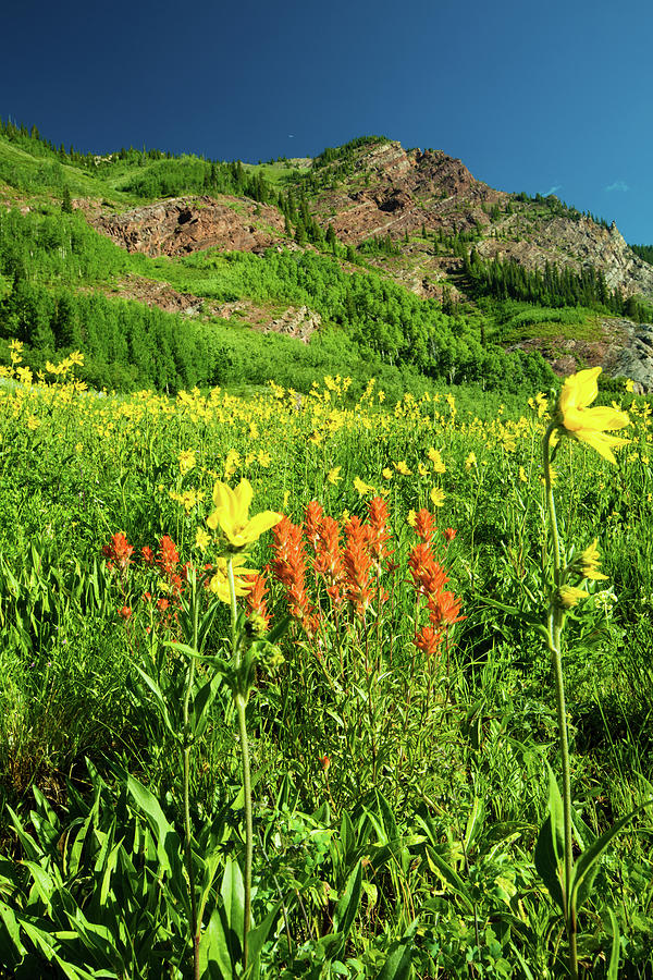 Scenic View Of Wildflowers In A Field #11 Photograph by Panoramic Images