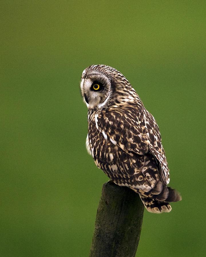 Short Eared Owl  #11 Photograph by Paul Scoullar