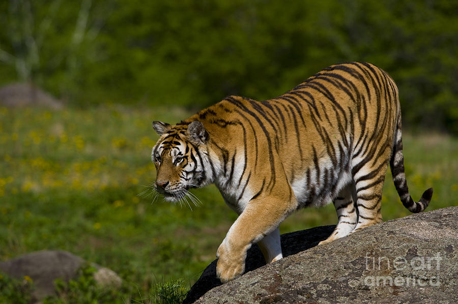 Siberian Tiger, China #11 Photograph by John Shaw