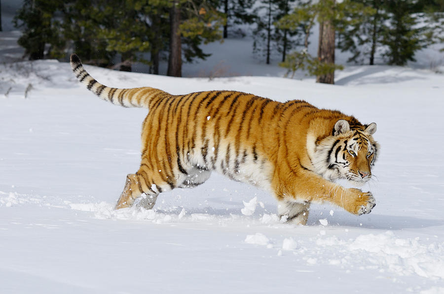 Siberian Tiger #11 Photograph by Thomas And Pat Leeson