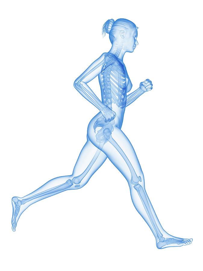 Skeletal System Of A Runner #11 Photograph by Sebastian Kaulitzki