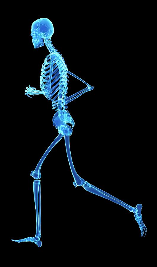 Skeletal System Of Jogger #11 Photograph by Sebastian Kaulitzki