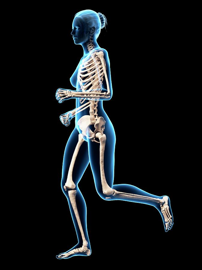 Skeletal System Of Runner #11 Photograph by Sebastian Kaulitzki