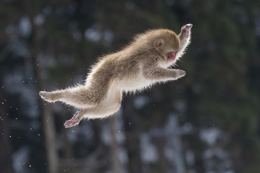 Nature Photograph - Snow Monkey Japan #1 by John Shaw