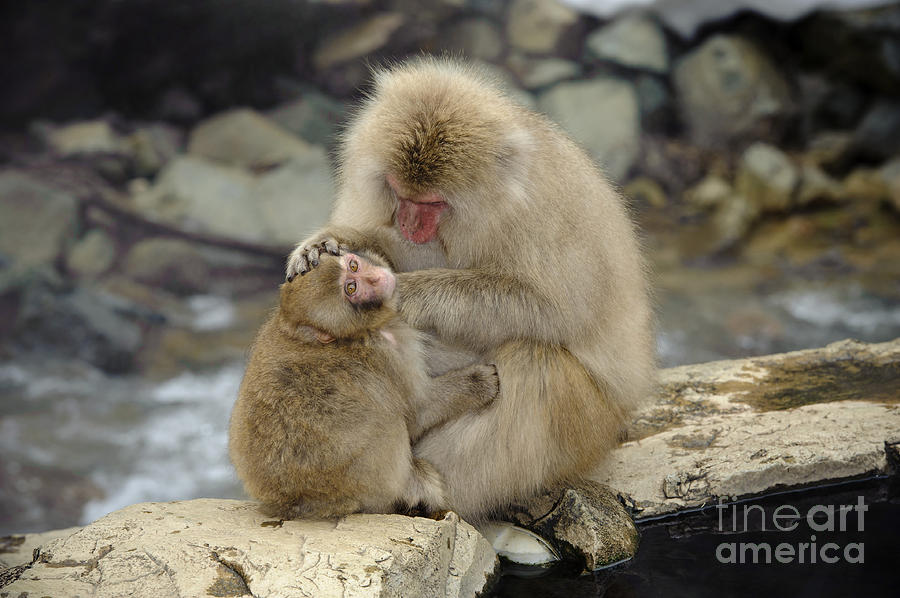 Wildlife Photograph - Snow Monkeys #11 by John Shaw