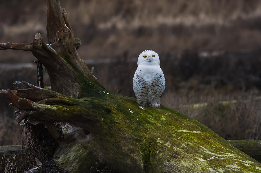 Snowy Owl Photograph by Hisao Mogi