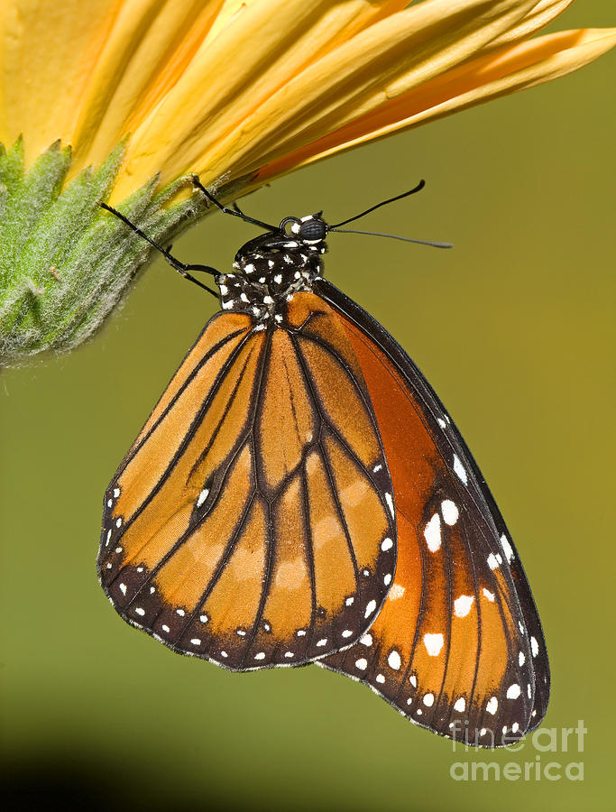 Soldier Butterfly Danaus Eresimus #11 Photograph by Millard H. Sharp