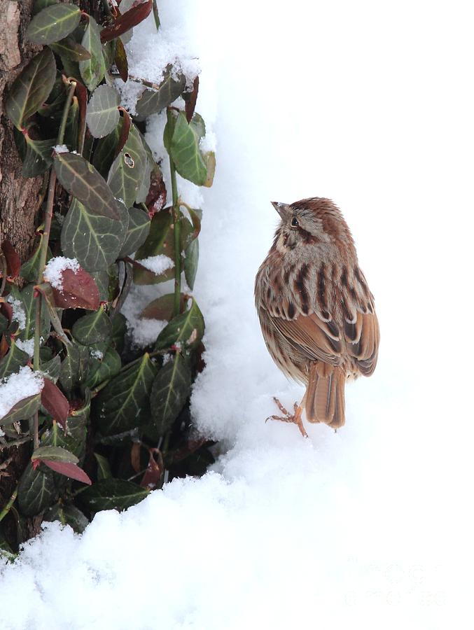 Nature Photograph - Song Sparrow #11 by Jack R Brock