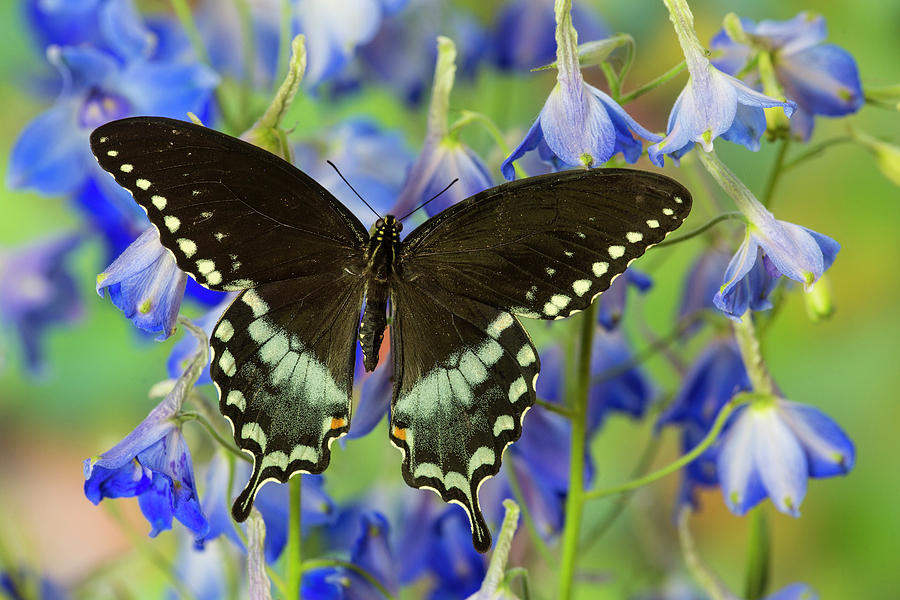 Butterfly Photograph - Spicebush Swallowtail Butterfly #11 by Darrell Gulin