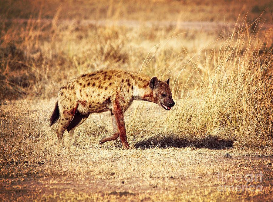 Spotted Hyena #11 Photograph by Gualtiero Boffi