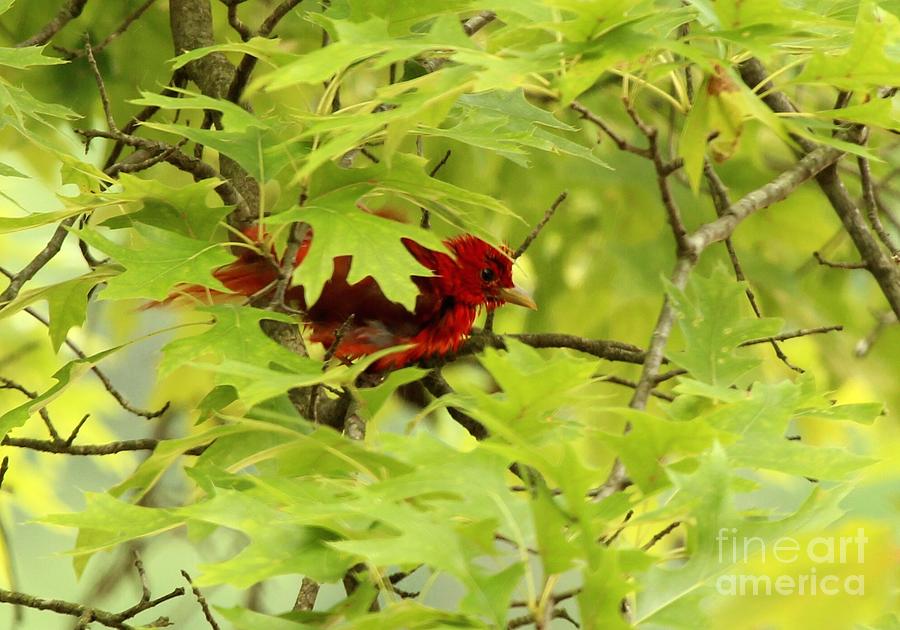 Summer Tanager #11 Photograph by Jack R Brock