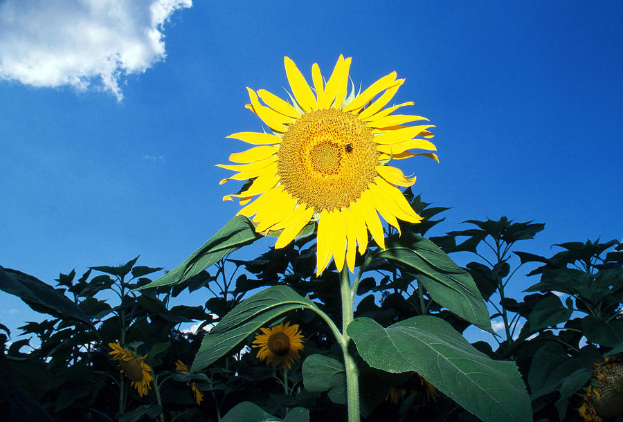 Sunflower #11 Photograph by Bonnie Sue Rauch