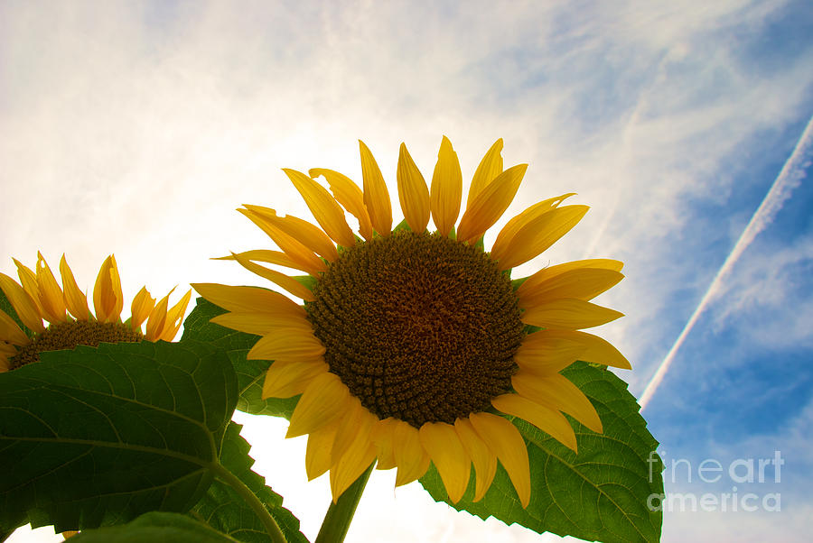 Sunflower Photograph - Sunflower #11 by Mark Dodd