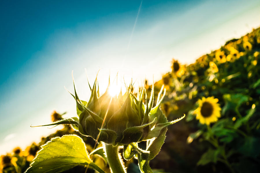 Sunburst Sunflower Photograph by Melinda Ledsome