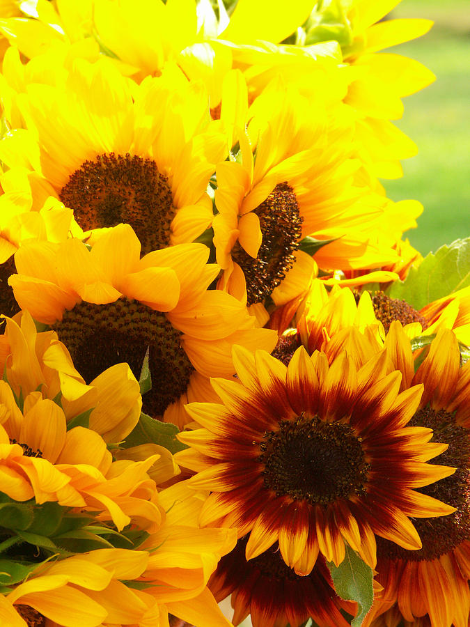Sunflowers #11 Photograph by Bonnie Sue Rauch