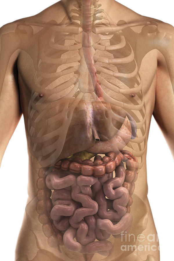 The Digestive System #11 Photograph by Science Picture Co
