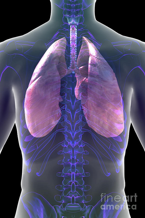 The Respiratory System #43 Photograph by Science Picture Co