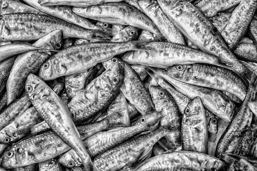Fish Photograph - Tile of fishes #11 by Dobromir Dobrinov